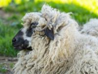 Scottish Blackface Schaf